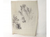 Dessin crayon nature arbre quadrillage école arts décoratifs XXème siècle